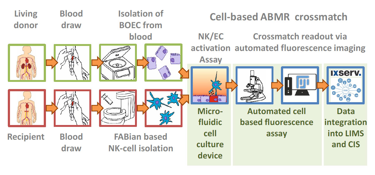 Workflow of the cell-based advanced crossmatch that should be developed within the project.